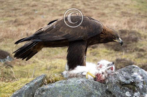 Golden Eagle 4 DM0061